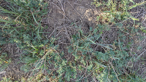 Dry ground with scattered grass and small green alfalfa plants.
