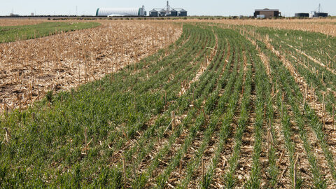 Rows of green crops growing alongside harvested stubble in a rural field with farm buildings in the distance.