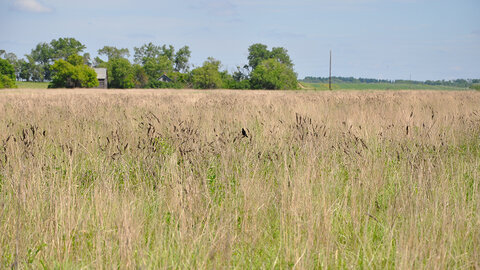 Tall grass field with distant trees under a bright, blue sky.