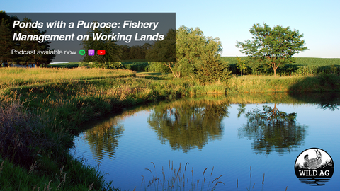 A serene pond surrounded by grass and trees, reflecting the blue sky and greenery.