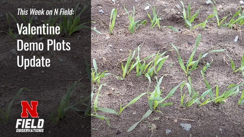 Young green plants sprouting in rows on dry soil. Text overlay on dark background.
