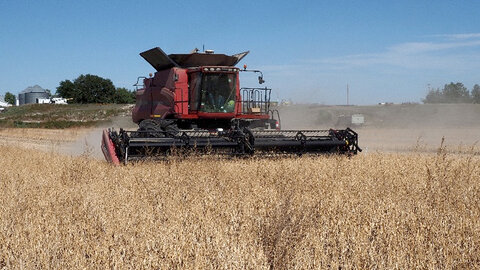 Red combine harvesting crops in a golden field under a clear blue sky.