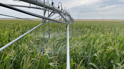 Irrigation system spraying water over a green cornfield under a cloudy sky.