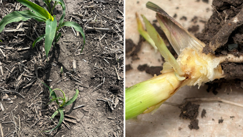 Damaged corn plants in soil, close-up of root damage on the right.