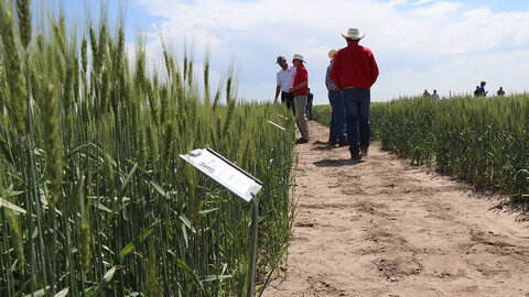 People walking through a wheat field on a sunny day.