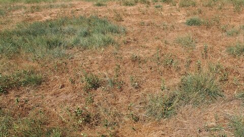 A rangeland area with dense patches of dried, brown cheatgrass among scattered green grasses and weeds.