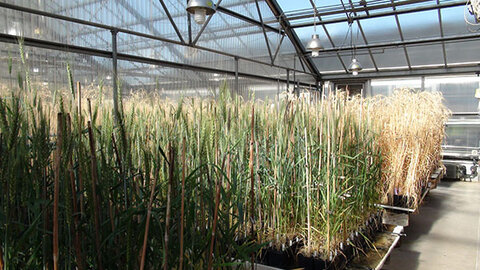 Learn more about genetics and plant breeding, such as shown here by the University of Nebraska-Lincoln's Department of Agronomy, in a 10-week online summer course designed for non plant breeders. 