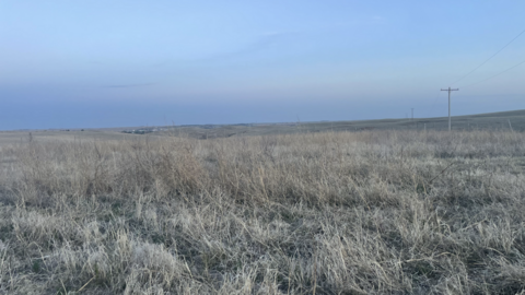 Dry grassland under a pale blue sky, with power lines stretching across the horizon.