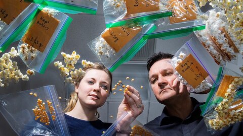 David Holding and Leandra Marshall analyzing corn