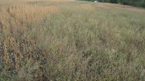 Figure 1. Season-long glyphosate-resistant common ragweed competition in a soybean field near Adams.
