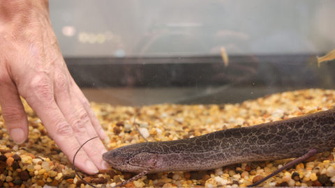 String Bean the lungfish, a new addition to the School of Natural resources, in his tank.