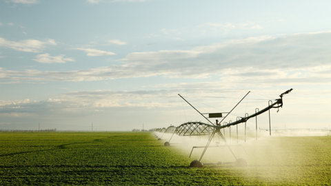 center pivot irrigating alfalfa field