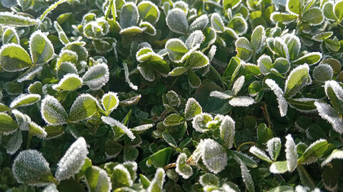 Closeup of green alfalfa leaves covered in light spring frost