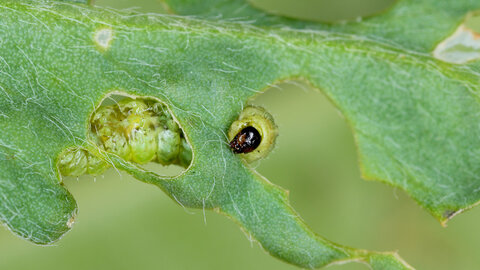 Alfalfa weevil larva feeding inside an alfalfa leaf, showing characteristic windowpane damage.