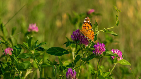 Bright orange butterfly perched on vibrant purple clover flowers in a green meadow.