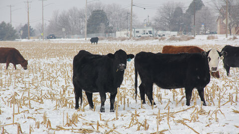 Black and red cattle graze corn stalk residue in a snow-covered field on the edge of town.