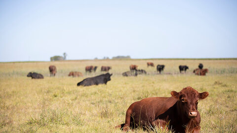 Beef cattle grazing in a dry fall pasture with one animal resting in the foreground as others graze in the distance.
