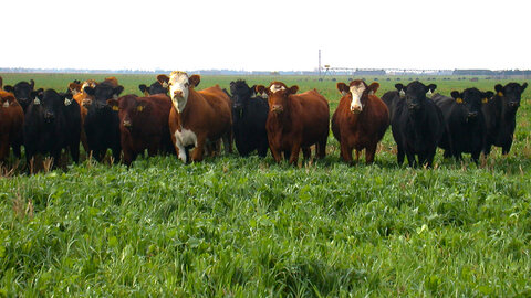 Cattle standing in a lush green forage field with a center pivot irrigation system visible in the background.