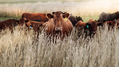 cattle grazing pasture near wheat