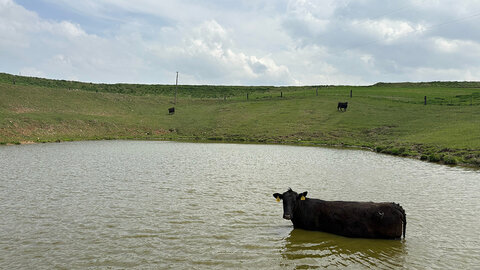 beef cow stands in pond on farm