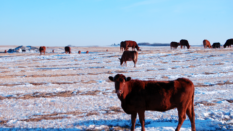 cattle in snowy field