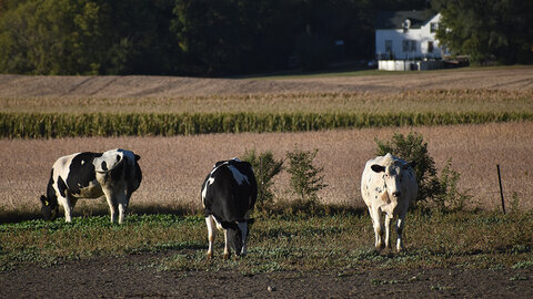 Holstein cattle graze a grassy field beside a mature soybean field ready for harvest.