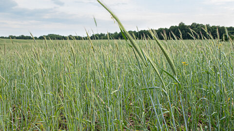 Green wheat field under a cloudy sky, with distant trees on the horizon.