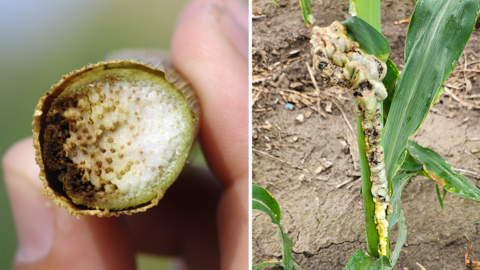 Side-by-side images showing bacterial leaf streak and common smut in corn: close-up of a stalk cross-section with discoloration (left) and a field plant with large smut galls along the stalk and leaf midrib (right).