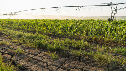 Center pivot irrigating green corn beside cracked, dry soil under hazy sky.