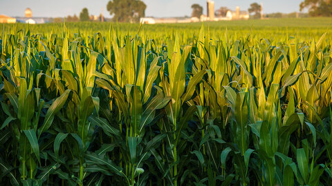 Young corn plants growing in a green field, with farm buildings and silos visible in the distance under a clear sky.