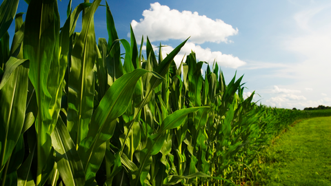 corn field