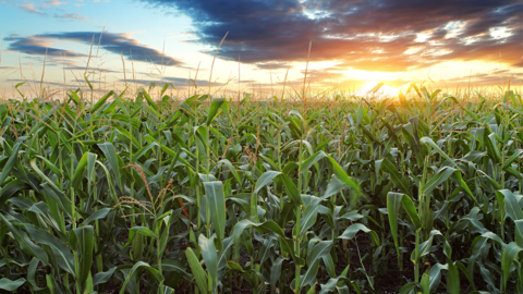 Tasseling corn field under partially cloudy sky at sunset
