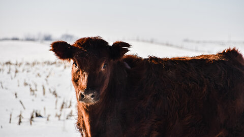 A beef cow stands in a snow-covered field with corn residue visible, illustrating winter grazing conditions following corn harvest.