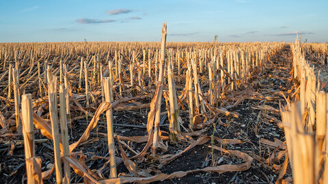 Corn field after harvest with rows of dry stalk stubble and fallen leaves, viewed at ground level under a clear evening sky.
