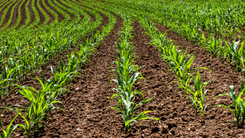 young corn plants in field