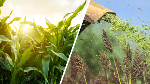 Split image showing a corn field backlit by strong sunlight and sorghum silage as its ejected from a harvester in a mature sorghum field.