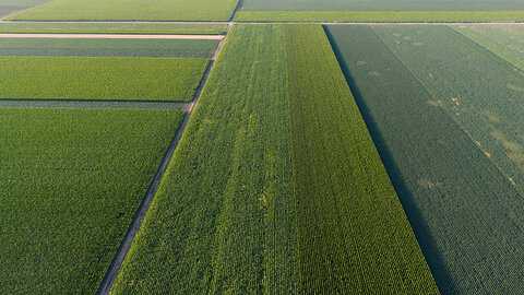 Aerial view of vast green farmland with neat rectangular plots and pathways.