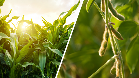 Split image of corn plants in sunlight and soybean pods hanging from a green plant.