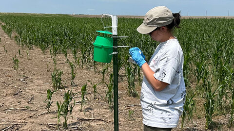technician attending a western bean cutworm trap