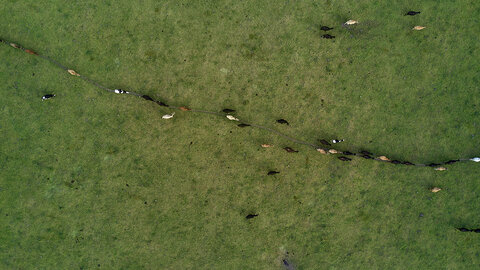 Aerial photograph of brown and black cattle moving across green field in a line.