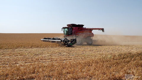 A red Case IH combine harvesting dry edible beans in Nebraska, creating a cloud of dust as it cuts through a golden-brown field under a clear blue sky.