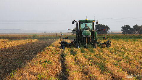 Green tractor harvesting dry beans in a Nebraska field at sunrise, with rows of beans in the foreground and trees on the horizon.