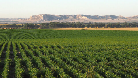 Dry bean field in summer