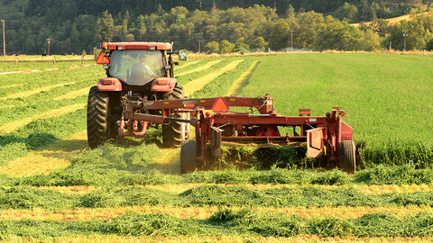 Tractor mowing alfalfa in long green windrows on a sunny fall afternoon, with trees and hills in the background.