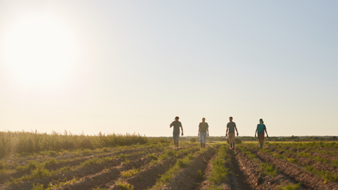 farm workers walk field