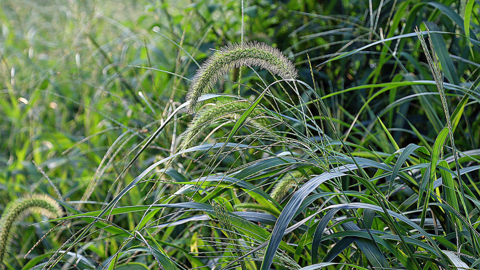 foxtail millet in grass meadow