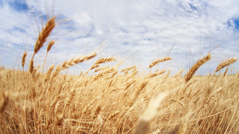 golden wheat field in foreground with clouds and blue sky