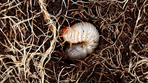 White C-shaped grub larva curled among dense plant roots in dark soil.