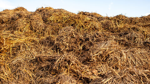 A large compost pile made of straw and organic materials sits under a clear blue sky in a rural area, contributing to sustainable farming practices.