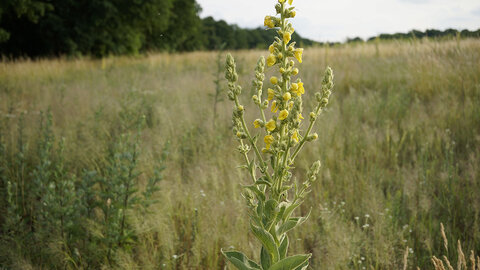 A mature common mullein plant in bloom, with tall flower spikes of small yellow blossoms standing in a grassy pasture.